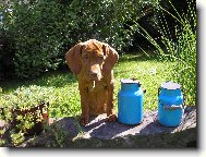 Rövidszörü Magyar Vizsla, Hungarian Short-haired Pointing Dog