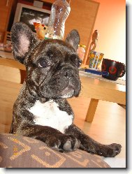 Bouledogue francais, French Bulldog