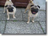 Pug