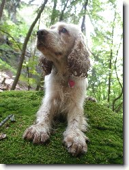 English Cocker Spaniel