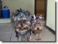 Jorkšírský terier, Yorkshire Terrier,