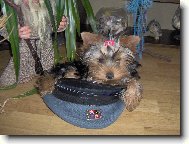 Jorkšírský terier, Yorkshire Terrier,
