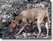 Rövidszörü Magyar Vizsla, Hungarian Short-haired Pointing Dog
