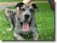 Deutsche Dogge