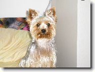 Jorkšírský terier, Yorkshire Terrier,