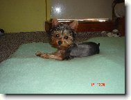 Jorkšírský terier, Yorkshire Terrier,