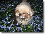 icu, Shih-Tzu