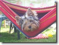 Jorkšírský terier, Yorkshire Terrier,