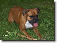 Deutscher Boxer