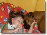 Deutscher Boxer