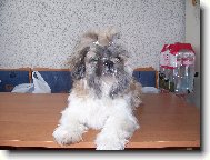 icu, Shih-Tzu