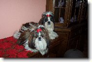 icu, Shih-Tzu