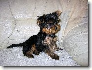Jorkšírský terier, Yorkshire Terrier,