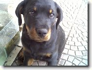 Rottweiler