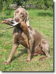 Weimaraner, Weimaraner Vorsterhund