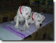 Deutscher Boxer