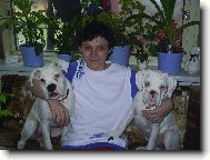 Deutscher Boxer