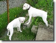 Deutscher Boxer