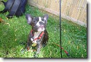Bouledogue francais, French Bulldog
