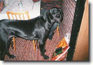 Deutsche Dogge