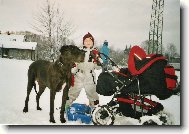 Deutsche Dogge