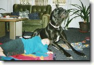Deutsche Dogge