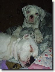Deutscher Boxer