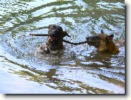 Chien de Berger Belge - Malinois