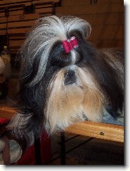 icu, Shih-Tzu