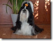 icu, Shih-Tzu