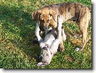Deutsche Dogge