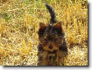 Jorkšírský terier, Yorkshire Terrier,