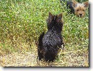 Jorkšírský terier, Yorkshire Terrier,