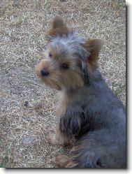 Jorkšírský terier, Yorkshire Terrier,