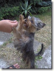 Jorkšírský terier, Yorkshire Terrier,