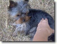 Jorkšírský terier, Yorkshire Terrier,