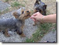 Jorkšírský terier, Yorkshire Terrier,