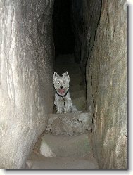 West Highland White Terrier