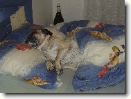 Pug