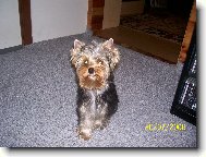 Jorkšírský terier, Yorkshire Terrier,