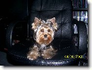 Jorkšírský terier, Yorkshire Terrier,