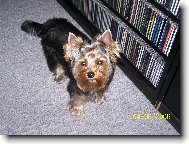 Jorkšírský terier, Yorkshire Terrier,