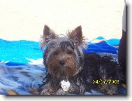 Jorkšírský terier, Yorkshire Terrier,