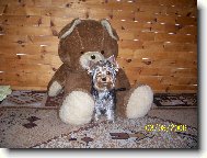 Jorkšírský terier, Yorkshire Terrier,
