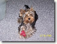 Jorkšírský terier, Yorkshire Terrier,