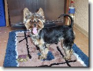 Jorkšírský terier, Yorkshire Terrier,