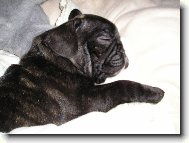 Bouledogue francais, French Bulldog