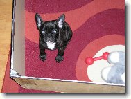 Bouledogue francais, French Bulldog