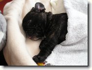 Bouledogue francais, French Bulldog