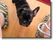 Bouledogue francais, French Bulldog